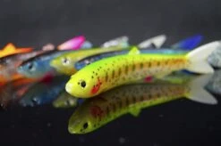 Rhino 15g 135mm Soft-Finny Black Devil Fish Smell -Shimano-winkel 3341 D4 scaled 1