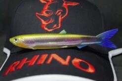 Rhino 15g 135mm Soft-Finny Black Devil Fish Smell -Shimano-winkel 3341 D8 scaled 1