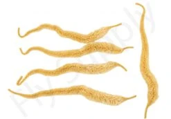 Cascade Micro Dragon Tails 5pc -Shimano-winkel Cascade Micro Dragon Tails 5pc CASC MIDT X dsc09726 bewerkt