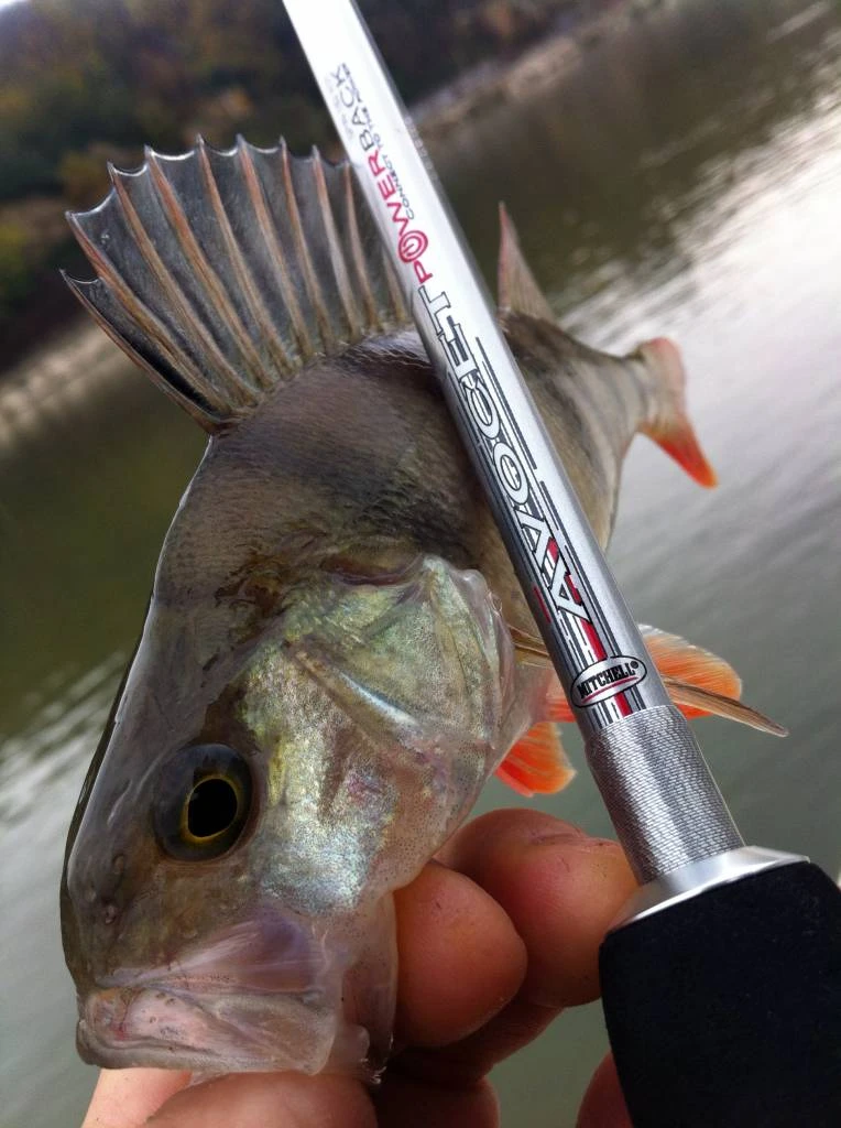 Mitchell Avocet Powerback Spinhengel 2 Mitchell Avocet Powerback Spinhengel - Afbeelding 2