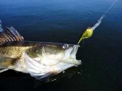 Sebile D&S Crank Jerkbait Kunstaas 10 Sebile D&S Crank Jerkbait Kunstaas -Shimano-winkel sebile sebile d s crank jerkbait kunstaas 4