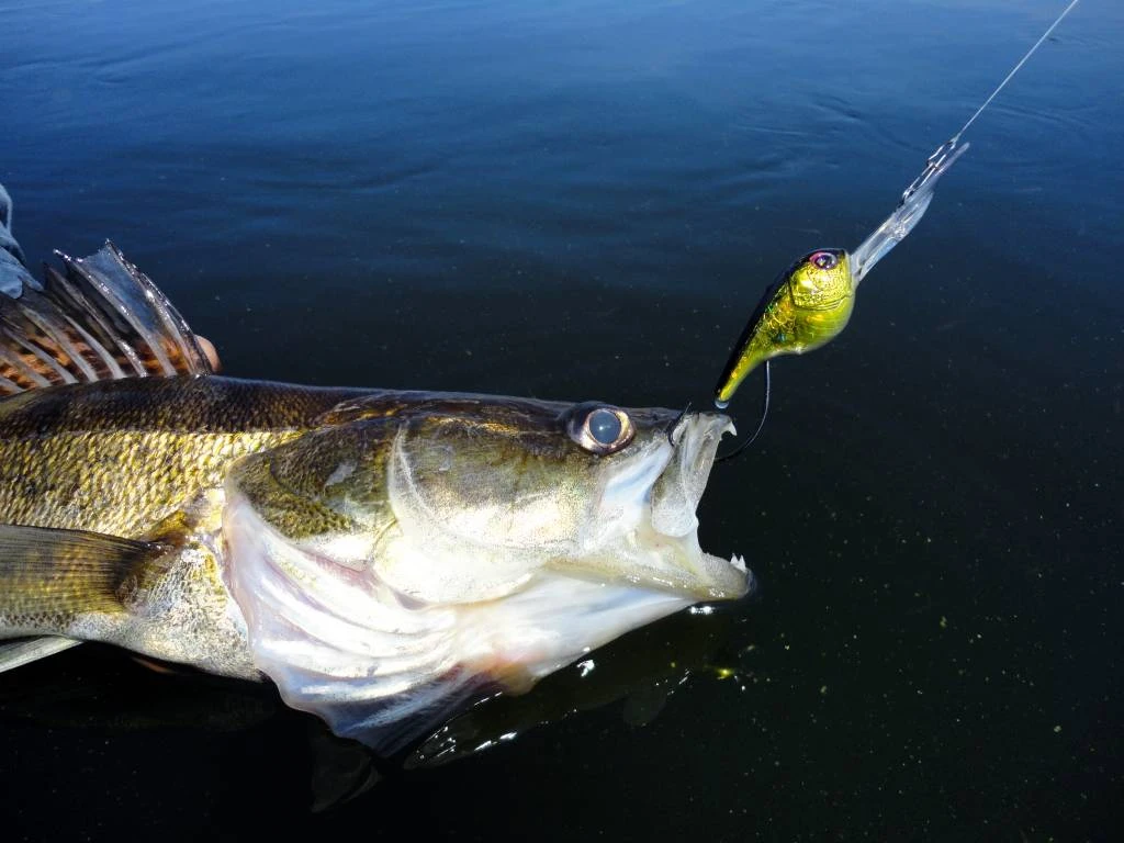 Sebile D&S Crank Jerkbait Kunstaas 5 Sebile D&S Crank Jerkbait Kunstaas - Afbeelding 5