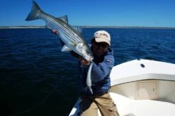 Sebile Koolie Minnow Long Lip Jerkbait Kunstaas 9 Sebile Koolie Minnow Long Lip Jerkbait Kunstaas -Shimano-winkel sebile sebile koolie minnow long lip jerkbait kuns 3