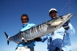 Sebile Stick Shadd Salt & Sun Jerkbait Kunstaas -Shimano-winkel sebile sebile stick shadd salt sun jerkbait kunsta 3