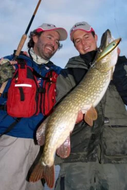 Sebile Stick Shadd Salt & Sun Jerkbait Kunstaas -Shimano-winkel sebile sebile stick shadd salt sun jerkbait kunsta 5